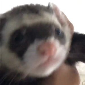 Meet your Posher, Jaylen